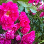 IMG_0030 IMG_0030