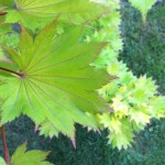 IMG_0033 IMG_0033