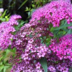 IMG_0035 IMG_0035