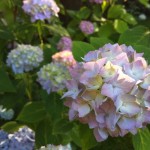 IMG_0039 IMG_0039